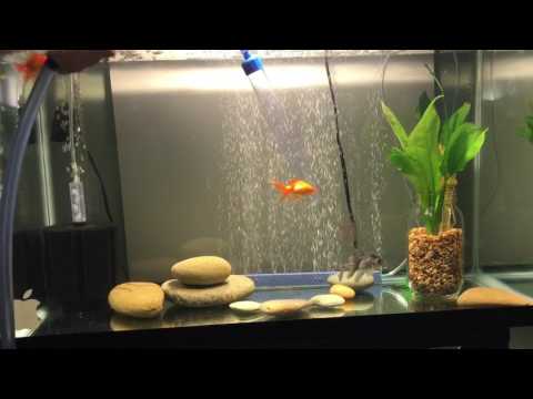 Cleaning all of my fish tanks ( betta fish, goldfish, guppies)