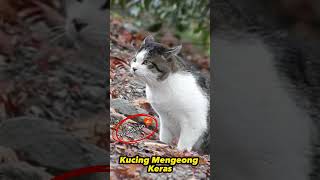 Download lagu Kucing Mengeong Keras mp3