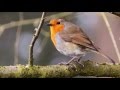 4 Hours of Birdsong - Robin Bird Song - Nature Sounds