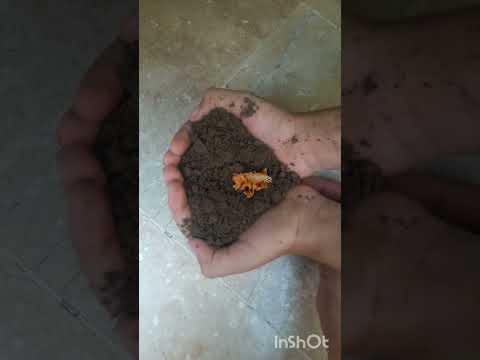 flower in soil😊😊😊😊😊