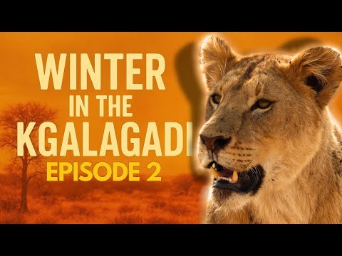 15 Days in the Wild! Our Kgalagadi Safari Adventure Ep.2