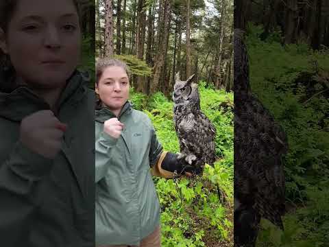 a Great Horned Owl's talons require 28lbs of force to open #owl #TalonsOfPower #NatureFacts