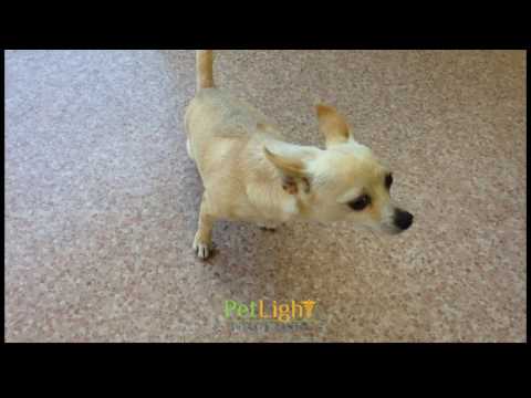 paralyzed dog walking again