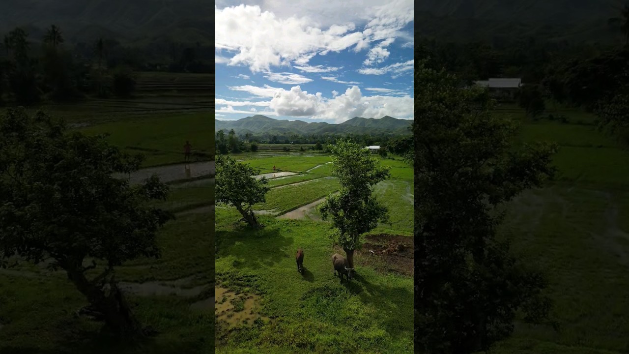 YouTube Short thumbnail