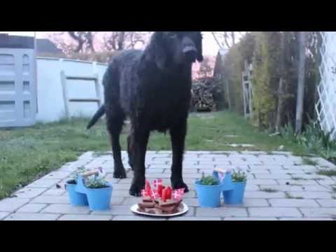 Happy birthday Balto!