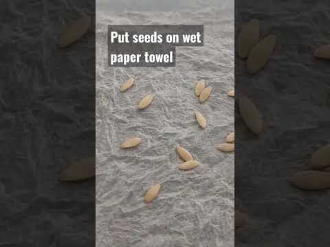 how to grow cucumber at home best and fast method