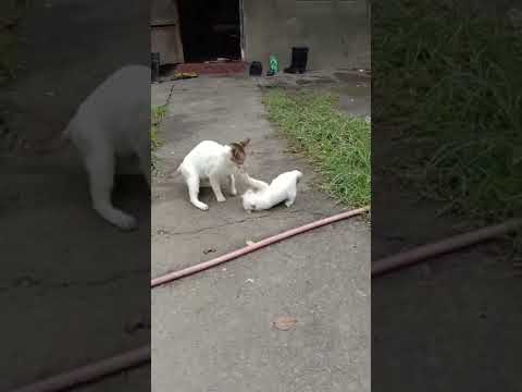 blue eyes white baby cat playing |mother#shorts#viral