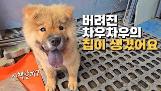 버려진 강아지 새집이 생겼어요, 그리고 견생 첫 산책 !