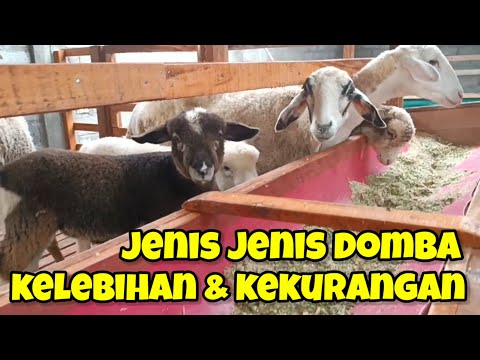 , title : 'Jenis Jenis Domba Beserta Kelebihan dan Kekurangannya'