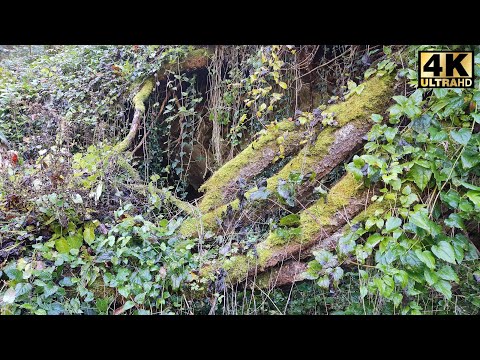 Altbergbau: westlicher Sondier-Stollen, Arzberg bei Spitz/NÖ