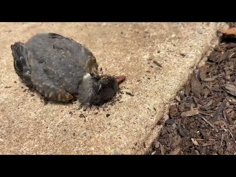 Ants Feast on Deceased Bird in Peapack, NJ