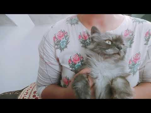 New song of Dyna😂#Dyna#Song#Lucknow||Tulikadynavlogs