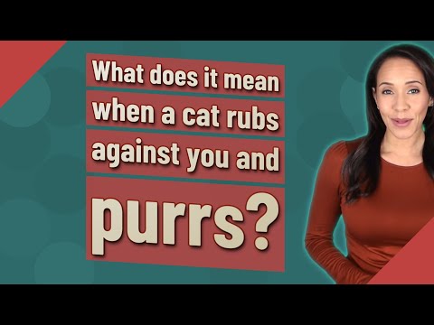 What does it mean when a cat rubs against you and purrs?