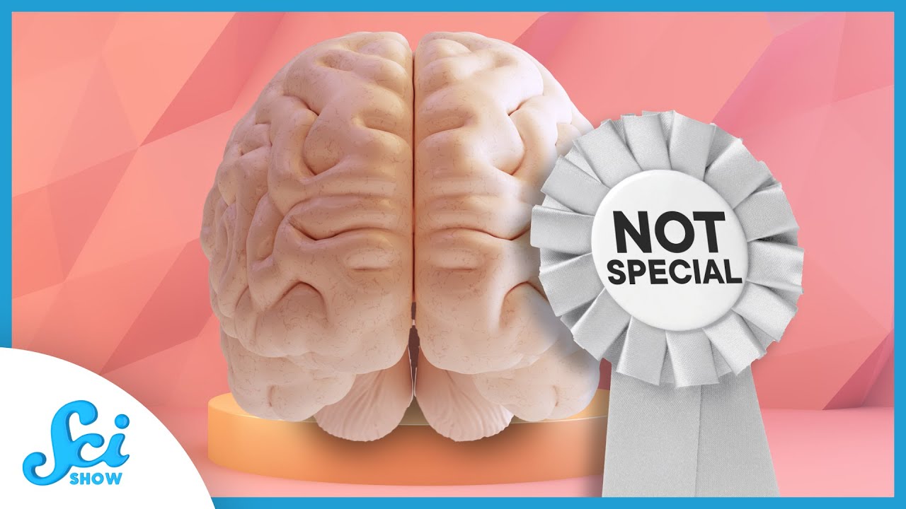 The Human Neocortex Isn’t as Special as We Thought