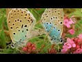 Beautiful Butterfly Moments BBC Earth