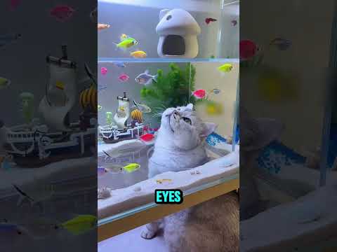 This CAT loves FISH swim  Inside the AQUARIUM!😻 #shorts