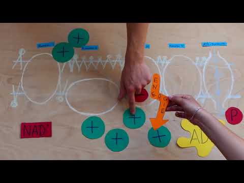 Die Atmungskette - Zellatmung // Biologie Explanity/Erklärvideo / einfach erklärt