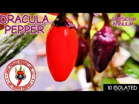 Dracula Pepper Review