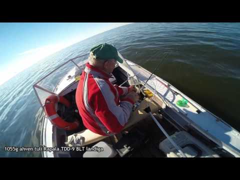 1055g  ja 740g ahven Peipsist 20.08.2016 / 1kg perch окунь