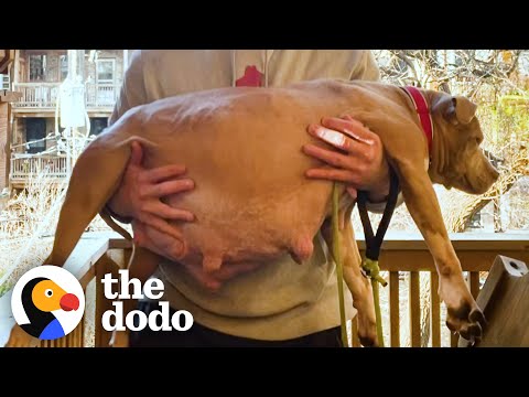 Guy Decides To Foster A Very Pregnant Pit Bull | The Dodo