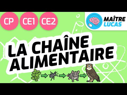 Les chaînes alimentaires CP - CE1 - Cycle 2 - Questionner le monde - Le monde du vivant