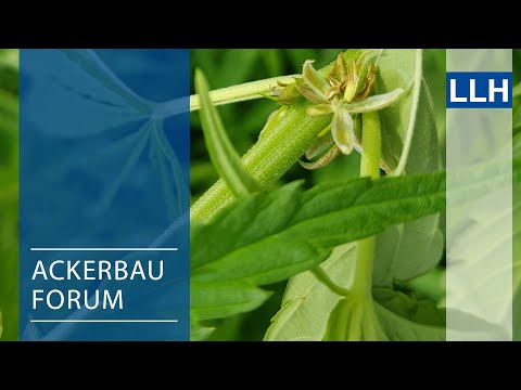 Ackerbauforum - Hanf, eine alte Kultur im modernen Ackerbau (Teil 1)