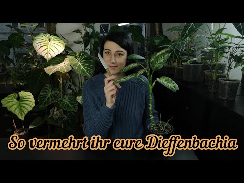, title : 'Dieffenbachia vermehren | Zimmerpflanzen schneiden und Steckling bewurzeln'