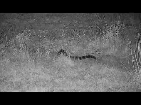 Djuma: Large-spotted Genet on the prowl - 03:48 - 09/15/21