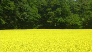 Elsie Bianchi Trio - Meditation