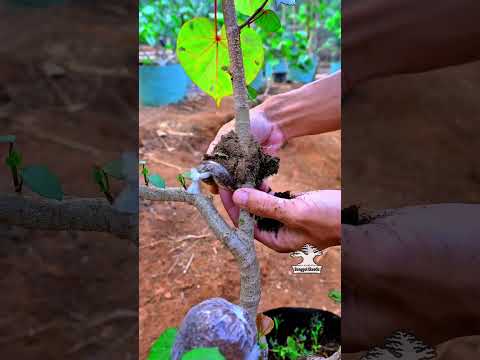 Marcotting 🌳🌏 #airlayering #gardening #flowers