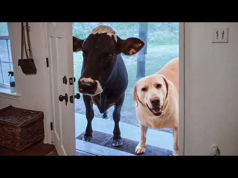 CUANDO TU MASCOTA TRAE A CASA A UN AMIGO