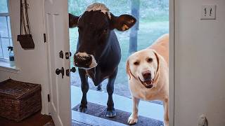 CUANDO TU MASCOTA TRAE A CASA A UN AMIGO MQDEFAULT Thumbnail