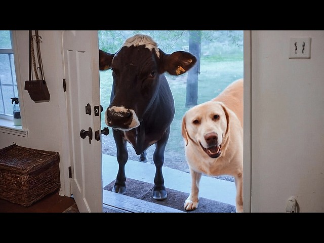 CUANDO TU MASCOTA TRAE A CASA A UN AMIGO SDDEFAULT Thumbnail