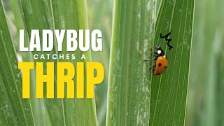 LadyBug Catches A Thrip To Eat