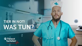 Erste-Hilfe für Haustiere | Tierarzt Tacheles mit Sebastian Goßmann-Jo