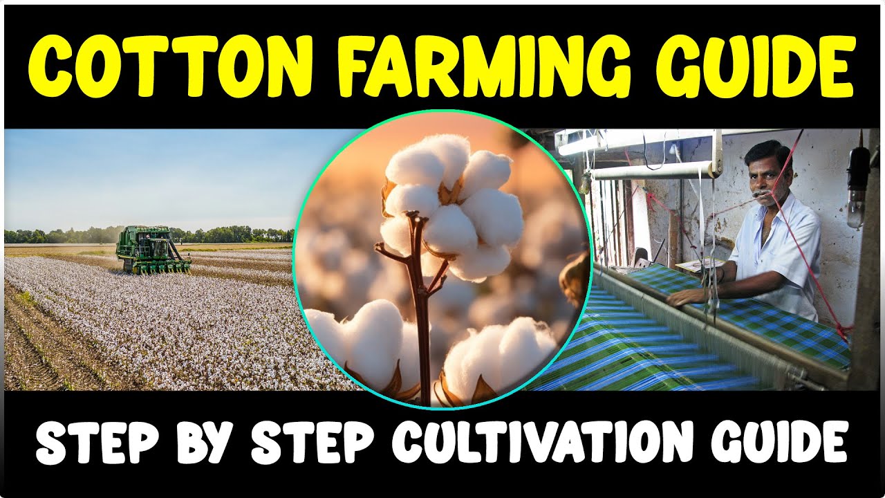 Cotton Farming: Complete Guide
