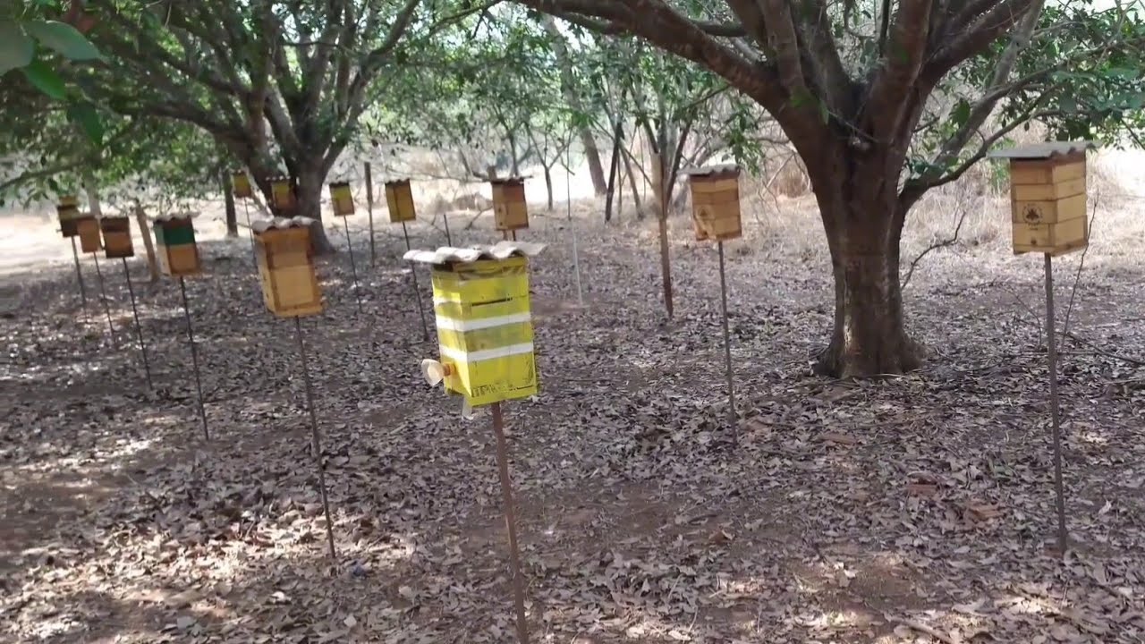 MEL ABELHA JATAÍ - Colheita de mel abelha Jataí.