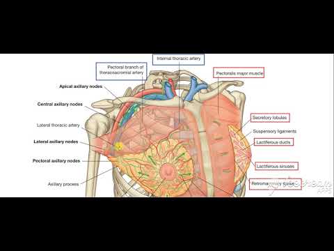 Breast blood supply Lymphatic drinage