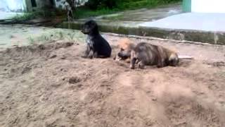 preview picture of video 'Perros Criollos Caqueteños para Adopción'