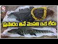 Babiya : Kerala’s Vegetarian Crocodile of Ananthapadmanabha Swamy  Lake Temple Passes Away | V6 News
