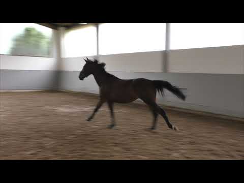 Hof Brüning - Clive v. Cullinan du Borget - Leandro - Sunset Boulevard xx, Wallach, geb. 2016