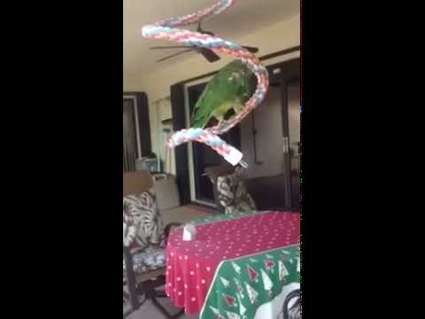 Nikki the parrot vs the lizard