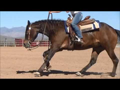 FOR SALE: 2012 mare by Cromed Out Mercedes x Topsail Whiz/Smart Chic Olena daughter)