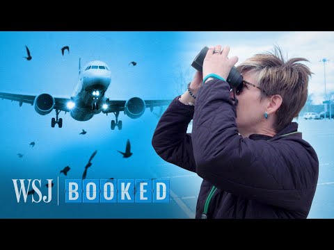 How Do Airports Keep Birds From Striking Planes? A Wildlife Expert Explains | WSJ