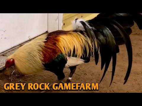 Chocolate Grey Rubble Hatch Roundhead - GREY ROCK FARM