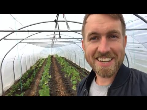 JUNI MÅNED I DRIVHUSET -  FORDELEN VED AT DYRKE GRØNTSAGER PÅ KUN 800 M2