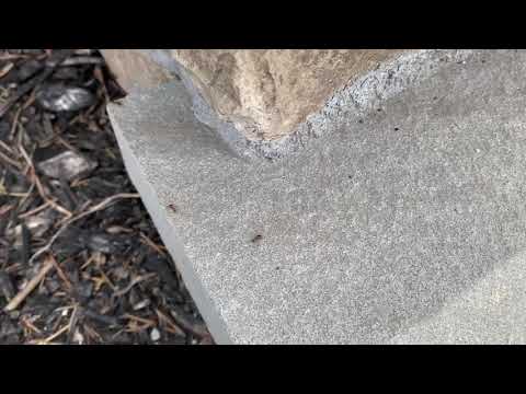 Ants and Their Pheromone Trail