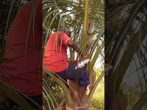 How to control Rhinoceros beetles in Coconut trees