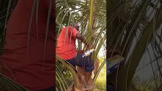 Download lagu How to control Rhinoceros beetles in Coconut trees mp3 Download lagu How to control Rhinoceros beetles in Coconut trees mp3