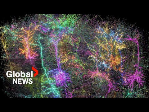 Scientists map part of a mouse's brain by making it watch 'The ...